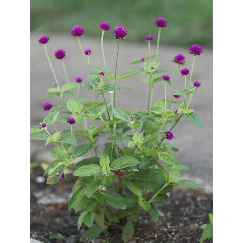 100pcs Suitable for beginner planting Gomphrena Seeds flourish in loose well drained soil suited for home garden cultivation