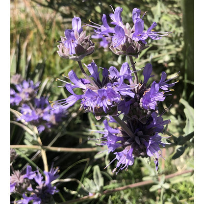 200Pcs Blue Sage Seeds for home planting create soft height transition between low foliage and tall landscape greenery