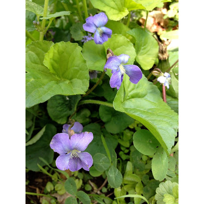 500pcs Violet Seeds Friendly for new gardeners grow into full compact clumps covered in seasonal blooms