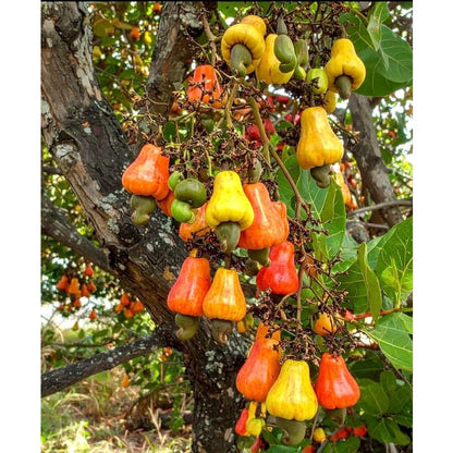 10Pcs Cashew Seeds for growing