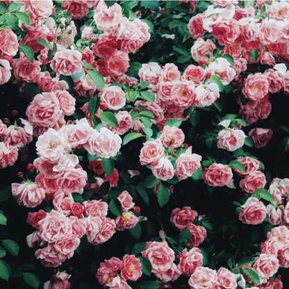 150Pcs Pink Rose Seeds for Planting, Fragrant Flower Perennial Shrub, Non-GMO Heirloom for Garden Borders, Containers and Cut Flowers