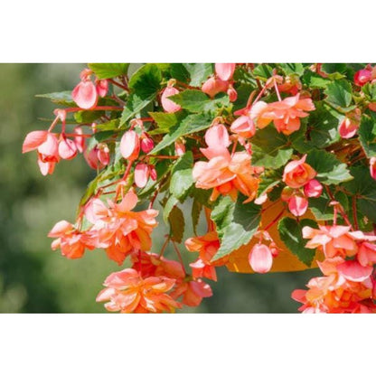 255Pcs Hanging Weeping Begonia Seeds Double Pink Blooms, Shade Garden Flowers