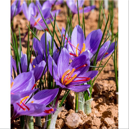 100pcs Rapid Growth Hardy Perennial seeds with Saffron Seeds for Home Gardening