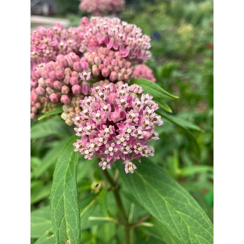 200pcs Milkweed Seeds Simple to Grow add structured vertical texture to plain open yard and garden landscapes