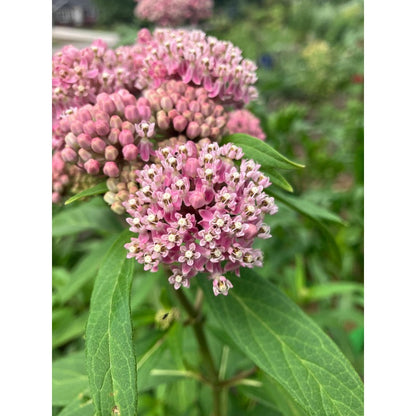 200pcs Milkweed Seeds Simple to Grow add structured vertical texture to plain open yard and garden landscapes