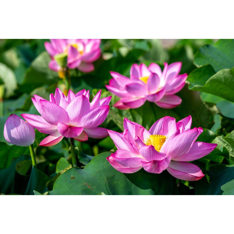 12Pcs Straightforward To Maintain With Lush Green Foliage Lotus Seeds Add Softness To Hard Water Landscape Elements