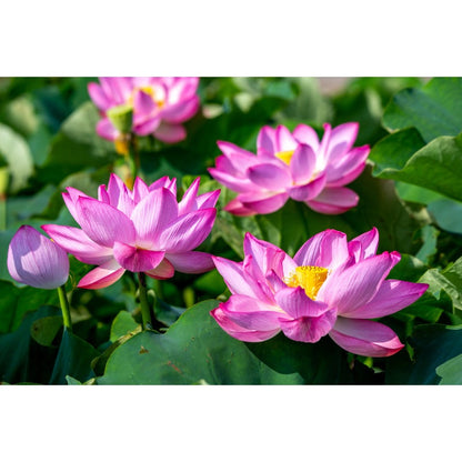 12Pcs Straightforward To Maintain With Lush Green Foliage Lotus Seeds Add Softness To Hard Water Landscape Elements