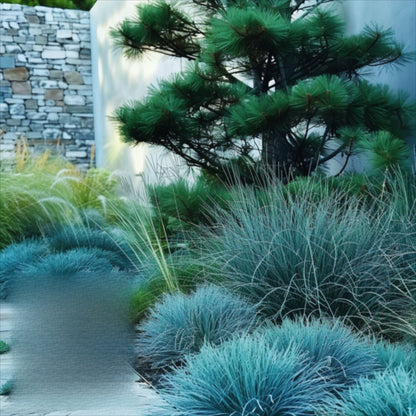 492Pcs Fescue Seeds Convenient to Grow mature naturally into smooth even ground form with steady spreading tendency