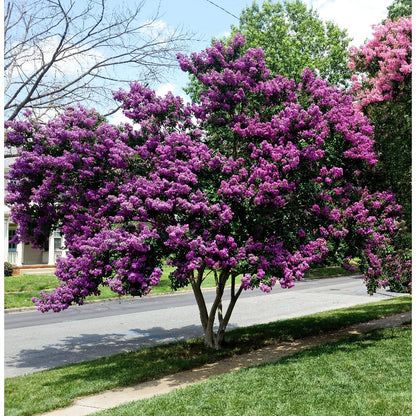 47Pcs Myrtle Tree Seeds Perfect for beginner sowing adapt well to large container cultivation and open yard feature placement