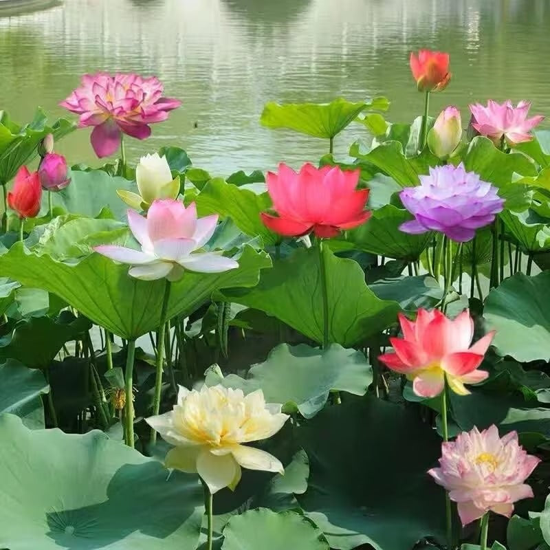 Bowl Lotus Seeds , Dwarf Patio Pond Variety, Pack of 12 Seeds easy care