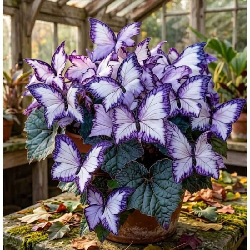 200pcs Moonlight Butterfly Seeds Ornamental Foliage Plant