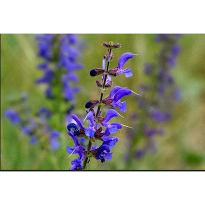 198Pcs Blue Sage Seeds thrive wonderfully under full sun and well circulated open air surroundings