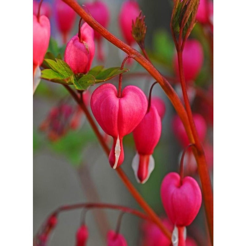 23Pcs Bleeding Heart Peony Seeds Fast To Sprout Perfect For Adding Height To Small Gardens