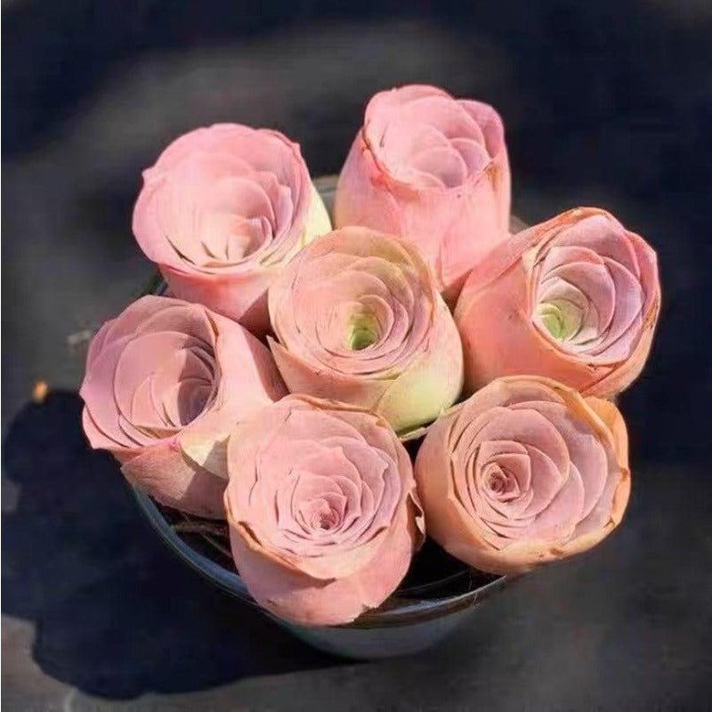 999pcs Pink Mountain Succulent Seeds,  easy to planting