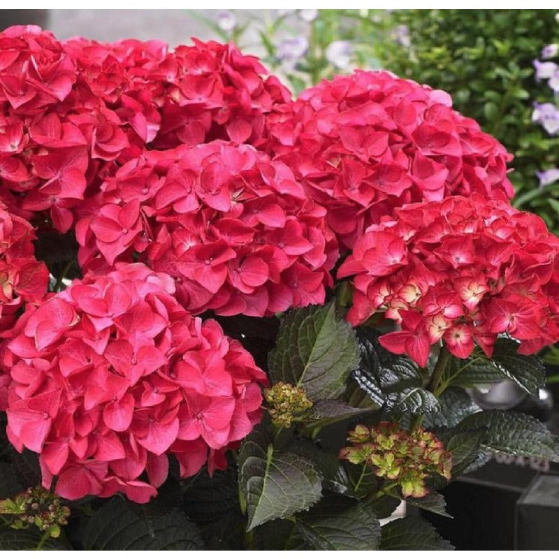 50pcs Hydrangea Seeds Red Perennial: Showy Hardy Outdoor Flower Seed Pack Non GMO