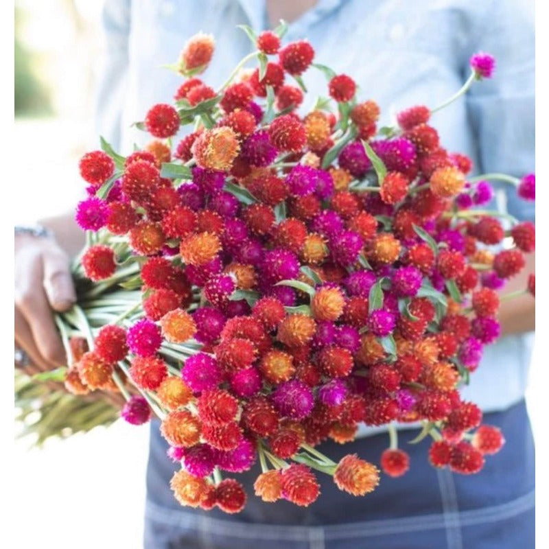 100pcs Gomphrena Seeds for planting in residential garden beds and private yard corner spaces