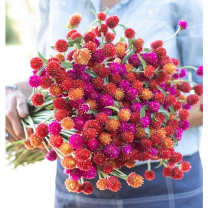 100pcs Gomphrena Seeds for planting in residential garden beds and private yard corner spaces