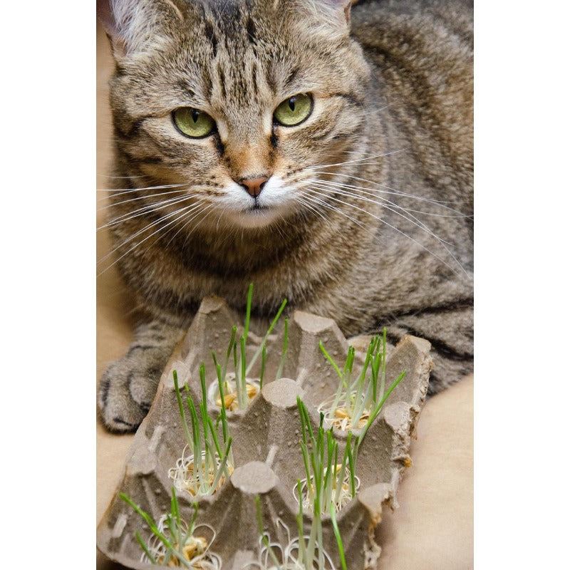 85Pcs Cat Grass Seeds Easy to Grow develop soft upright slender foliage with fast compact clumping growth habit
