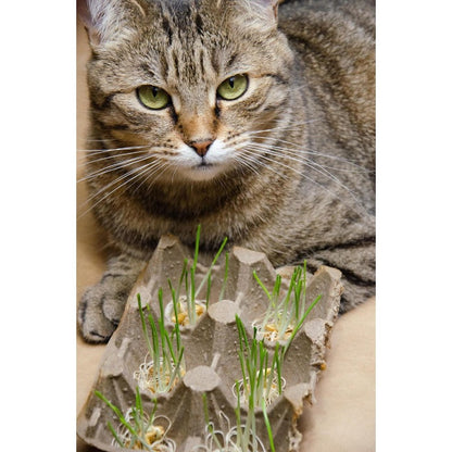 85Pcs Cat Grass Seeds Easy to Grow develop soft upright slender foliage with fast compact clumping growth habit