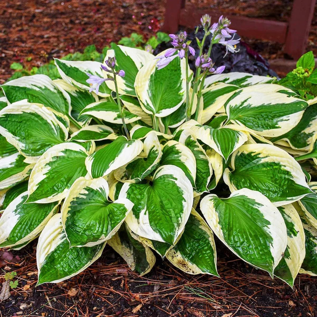100 Rare Mixed Color Hosta Flower Seed for Planting Outdoors Garden
