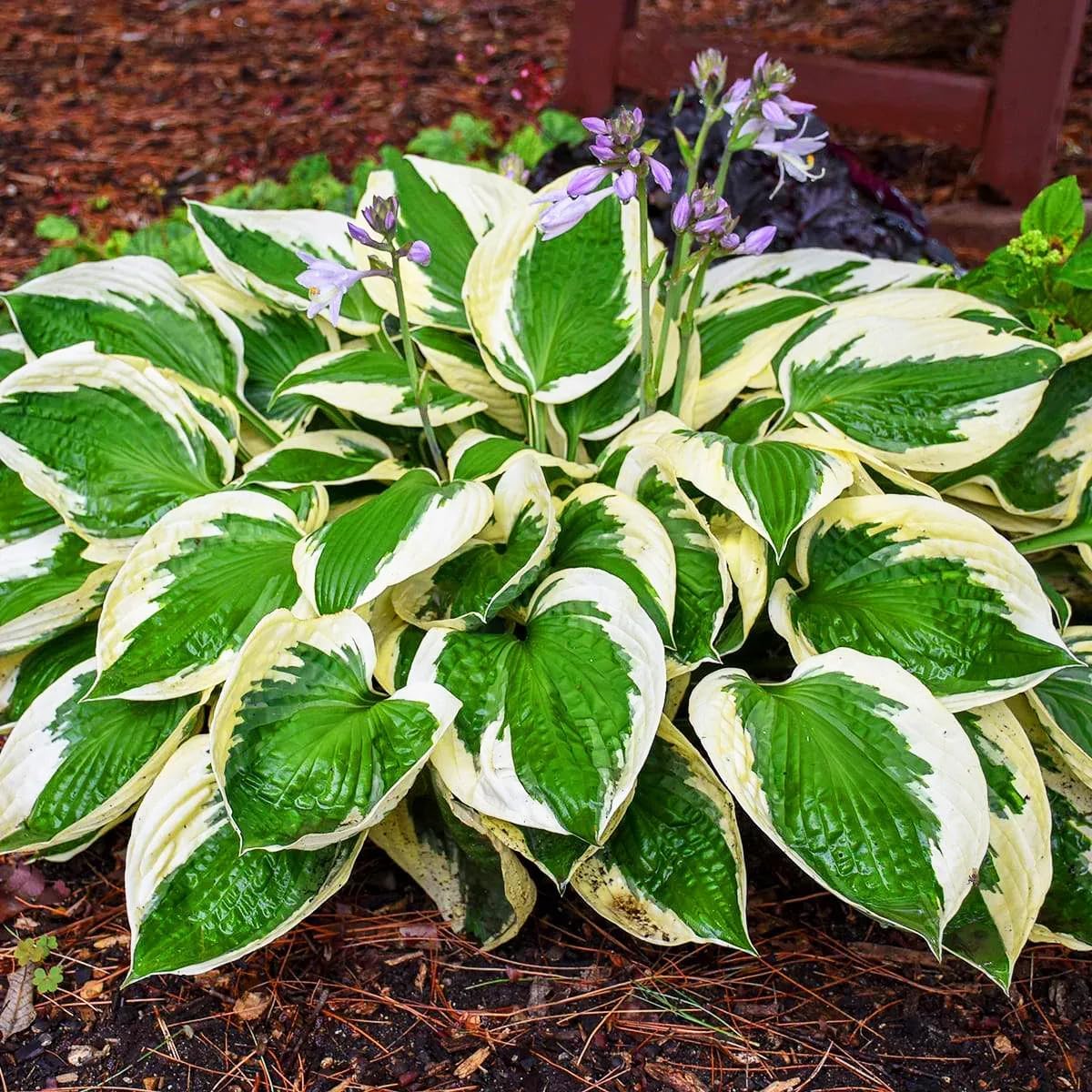 100 Rare Mixed Color Hosta Flower Seed for Planting Outdoors Garden