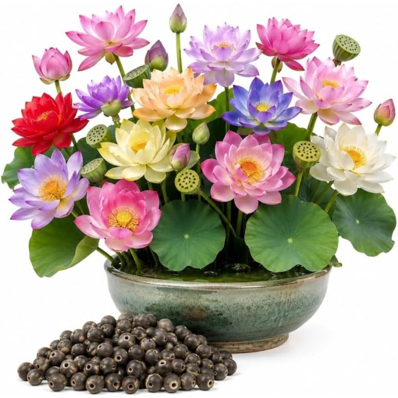 12 pcs Mini Lotus Seeds Variety Pack Bonsai Lotus, Water Lily Garden Seeds