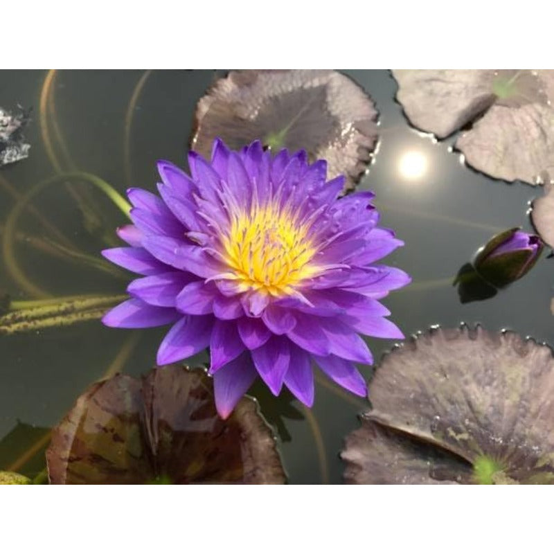 Bowl Lotus Seeds, 12 Non-GMO Mix Water Lily Seeds, Water Plants for Indoor Bonsai & Outdoor Ponds, Easy to Grow for Beginners