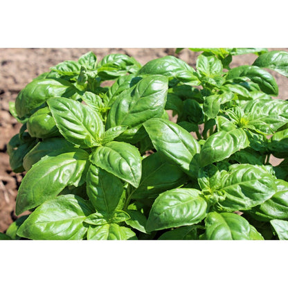500pcs Novice Approved Basil Seeds for planting in residential landscape areas and private patio planting plots