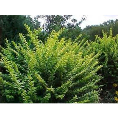 50Pcs Ligustrum Seeds Easy to Cultivate Trimmed Branches for Small Spaces Planting