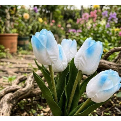 200pcs Ice Blue White Tulip flower seeds Sky Blue Bloom