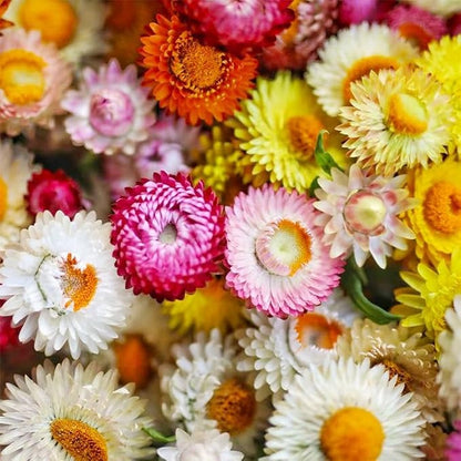 150 seeds Strawflower Silvery Rose +gift