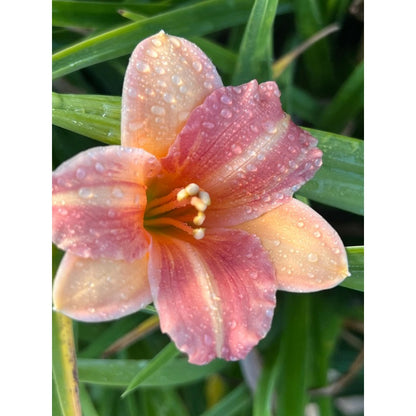 100pcs Hundred Tail Flower Seeds Simple to Grow add distinctive elegant ornamental charm to yard grounds and garden landscape spaces