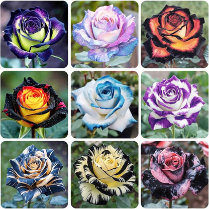 150pcs Mix Color Rose Seeds for Plantng- Heirloom Non-GMO Flower Seeds for Garden Blooms