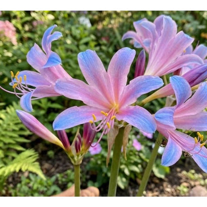 100Pcs Lily Seeds Easy Grow Mounding Blue Pink Lycoris Perennial