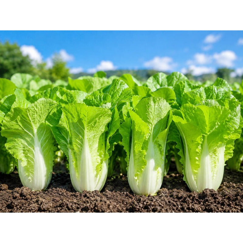 200 Chinese Cabbage Seeds easy to grow in outdoor vegetable gardens