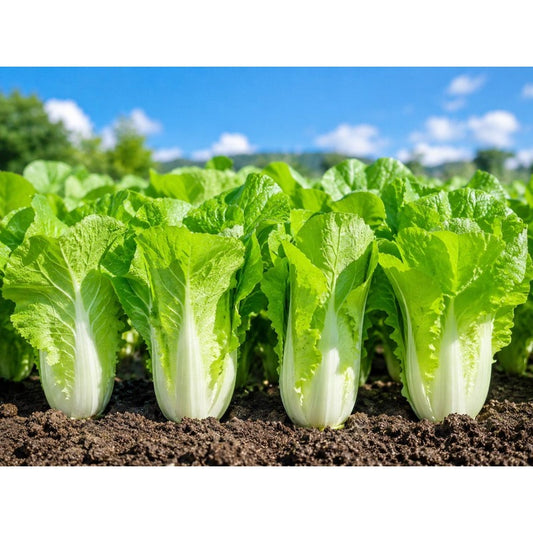 200 Chinese Cabbage Seeds easy to grow in outdoor vegetable gardens