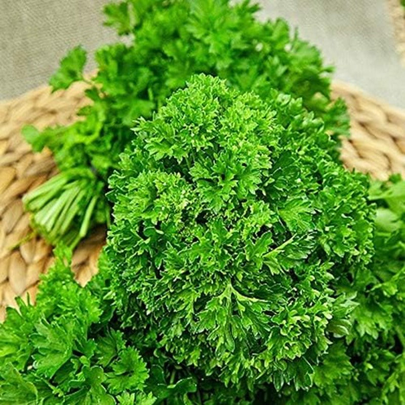 Seeds Herb Curly-Leaf Parsley Paramount Green - 500 Seeds