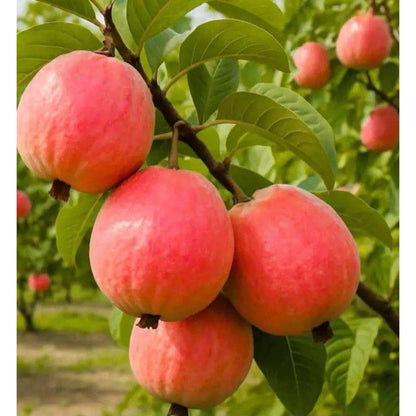 99Pcs Pink Guava Seeds Red Guava Fruit Garden Seeds