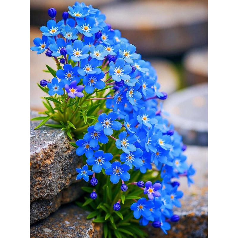 480Pcs Forget Me Not Seeds Blue Spring Flowers for Shade Gardens