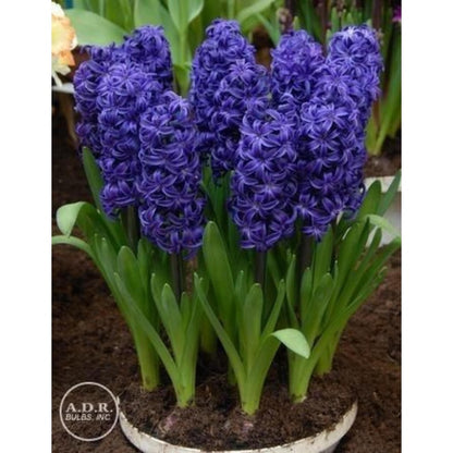 200pcs Purple Hyacinth seeds Fragrant Spring Flowers Garden Planting Outdoor Blooms Perennial Flower