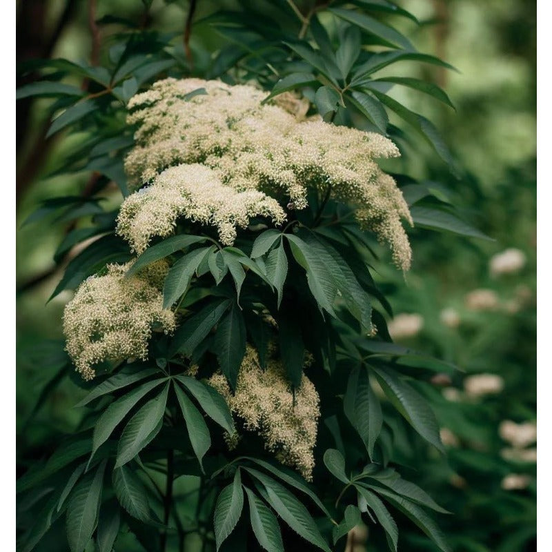 200Pcs Elderberry Seeds Easy To Establish Great For Novice Landscape Design And Yard Renovation