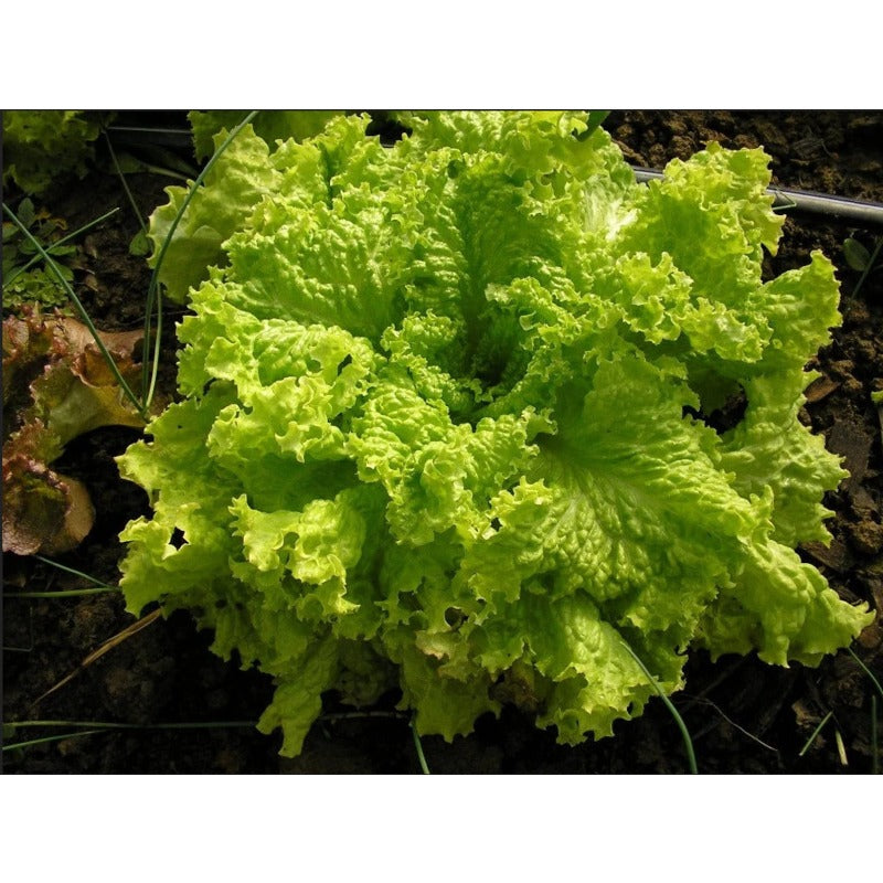 1000 Lettuce Seeds - Leaf - Grand Rapids, Heirloom, non-GMO Seeds