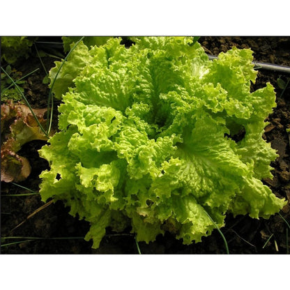 1000 Lettuce Seeds - Leaf - Grand Rapids, Heirloom, non-GMO Seeds