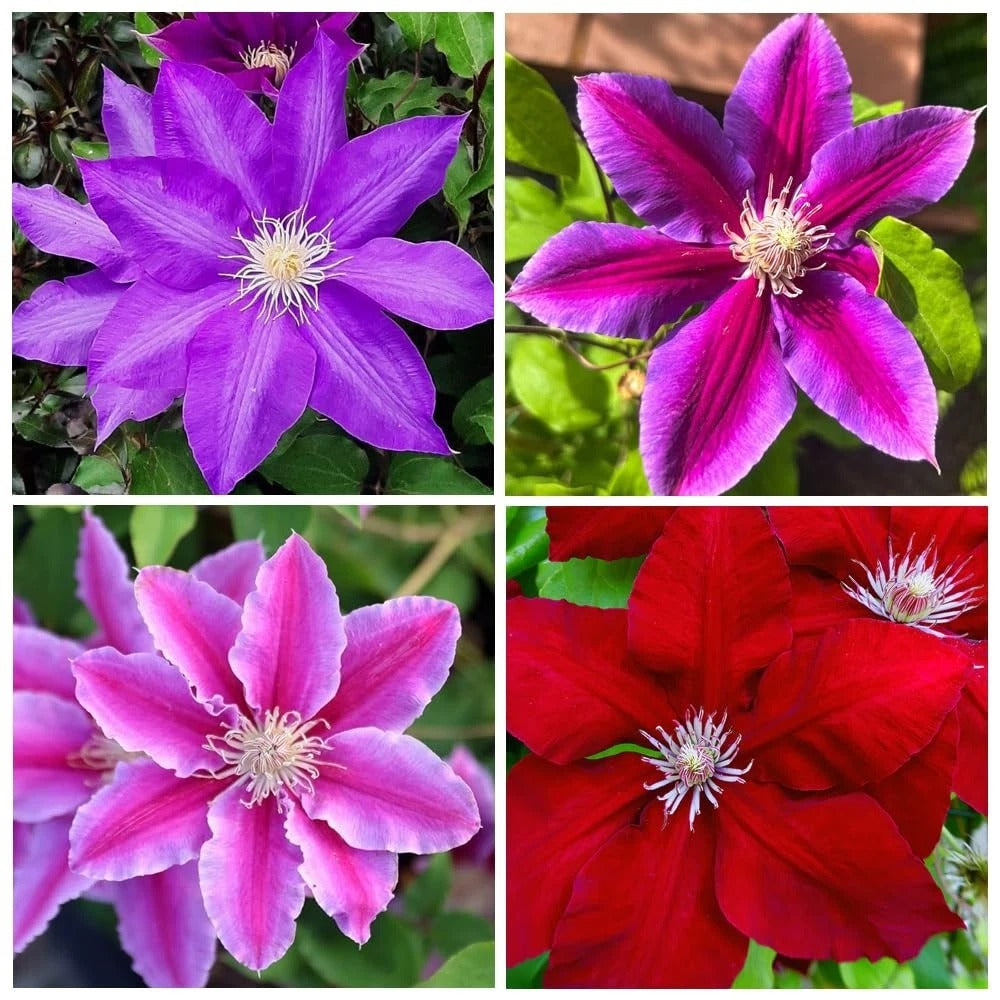 100pcs Clematis Seeds Bloom Climbing Perennial Flowers Seed Flower Vine Climbing Perennial