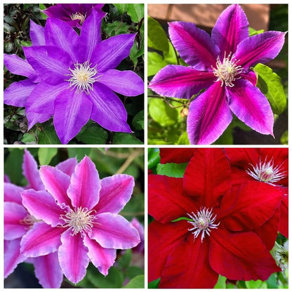 100pcs Clematis Seeds Bloom Climbing Perennial Flowers Seed Flower Vine Climbing Perennial