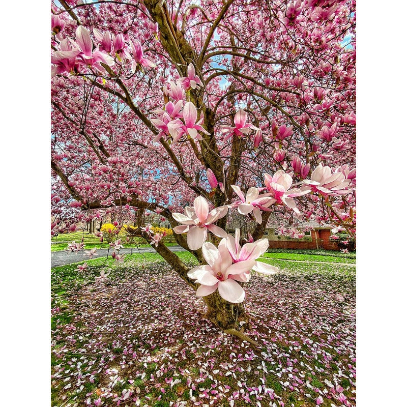 25Pcs Magnolia Seeds Made for home planting create timeless elegant focal points along yard entrances and open garden spaces