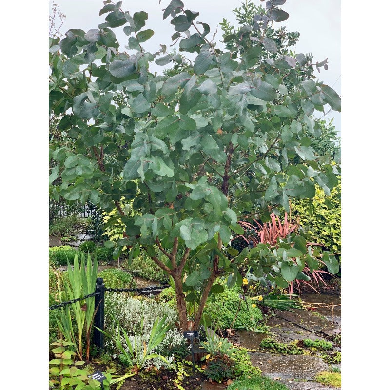 97Pcs Suitable for novice planting Eucalyptus Seeds blend harmoniously with large ornamental shrubs and landscape plant groups