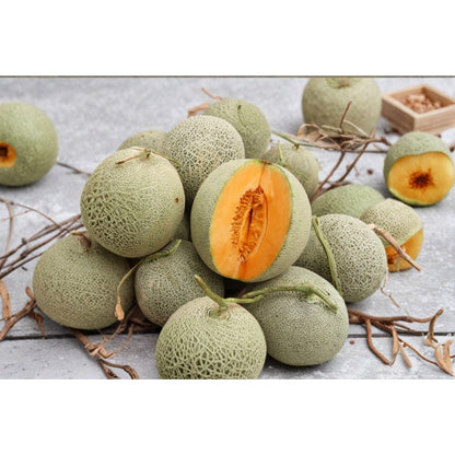 Cantaloupe Seeds Made for home planting 20Pcs create lush vine coverage across backyard garden bed and open ground areas