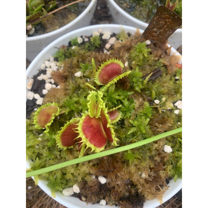 300pcs Great For Steady Trap Formation Over Time Venus-Fly-Trap Seeds Easy To Grow Develops Functional Trapping Leaves