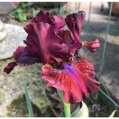 100pcs Iris Seeds Friendly for new gardeners grow into full bushy clumps with elegant seasonal bloom characteristics
